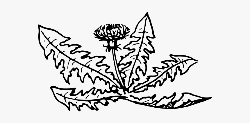 Dandelion-1574855073 - Free Dandelion Plant Line Drawing, HD Png Download, Free Download