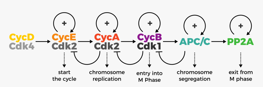 Control Of Human Cell Cycle, HD Png Download, Free Download