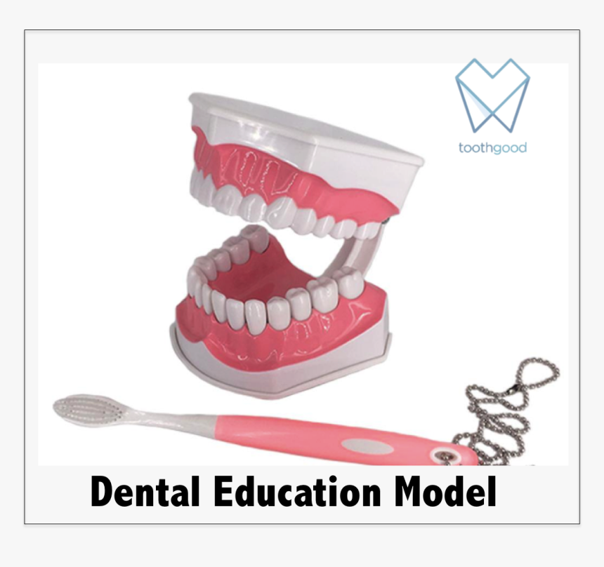 Dental Education Model, HD Png Download, Free Download