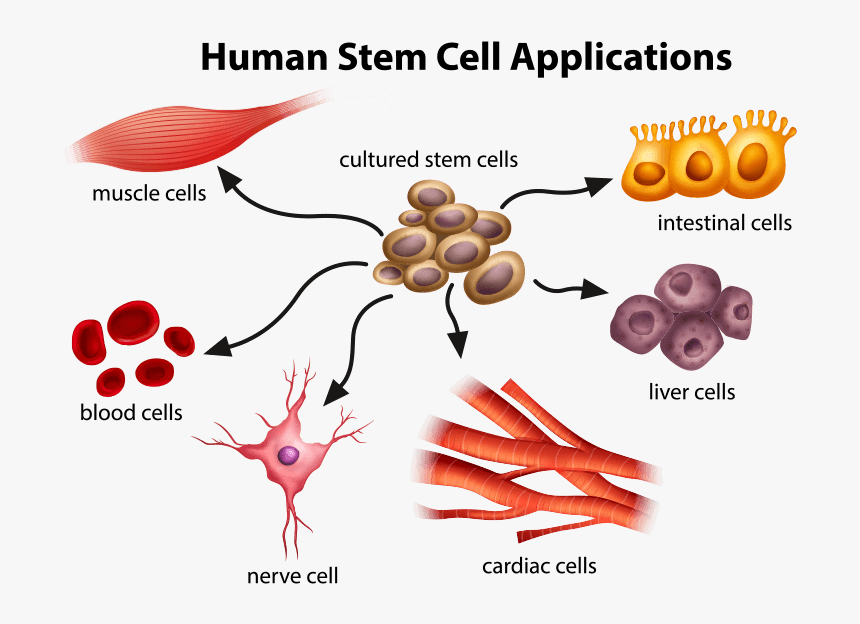 Human Stem Cell Applications, HD Png Download, Free Download