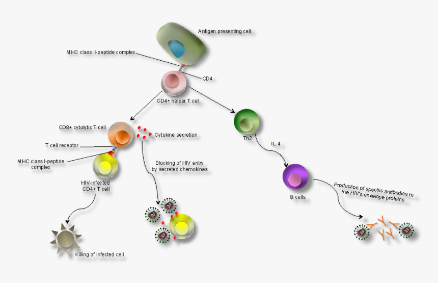 Human Immunodeficiency Virus - Hiv Infection Immune Response, HD Png Download, Free Download