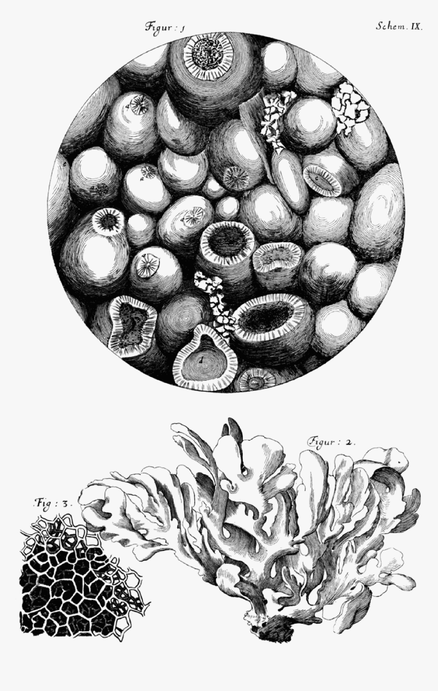 Micrographia Hooke Pdf, HD Png Download, Free Download