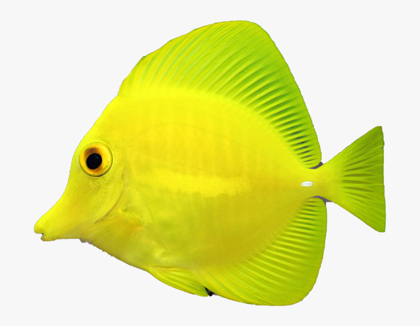 Coral Reef Fish Clipart , Png Download - Pomacentridae, Transparent Png, Free Download