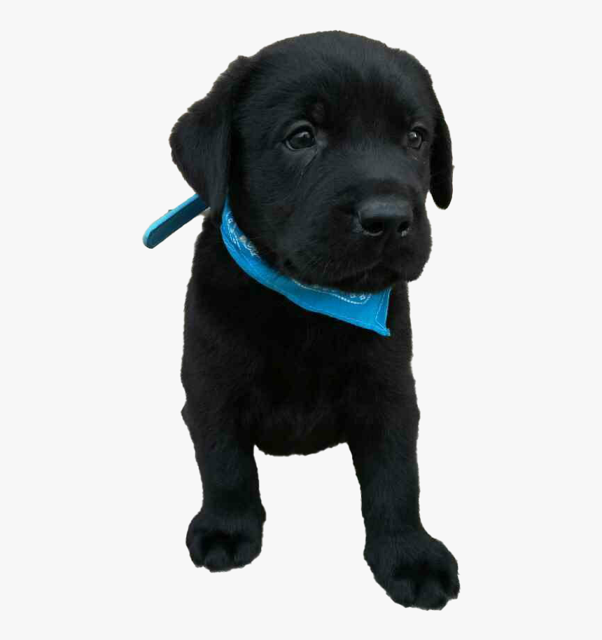 Labrador Retriever Puppy Png File - Labrador Retriever, Transparent Png, Free Download