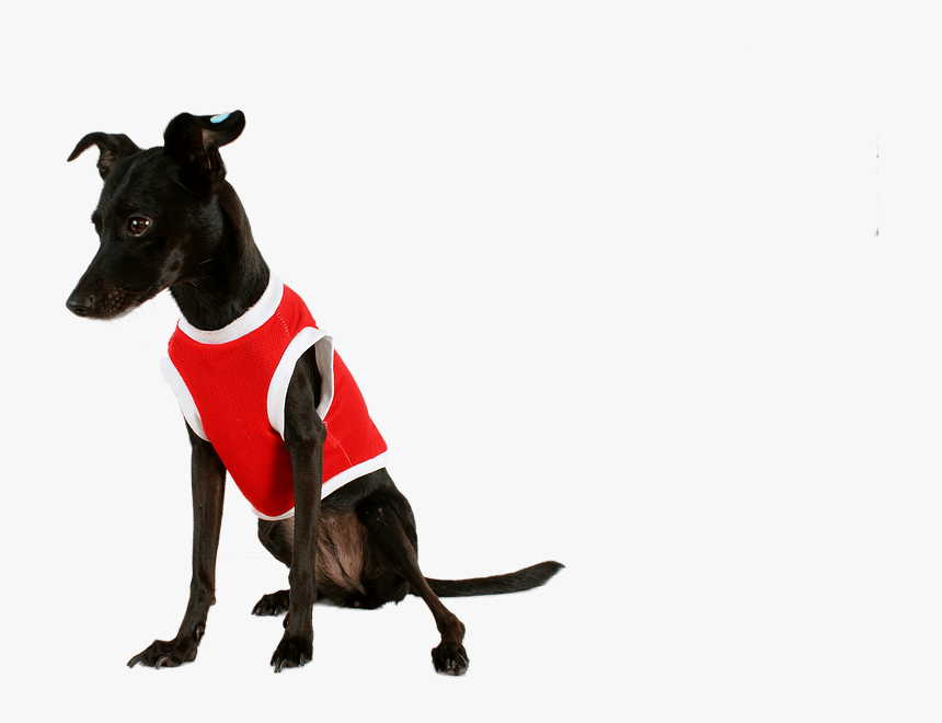 Perro Negro Con Ropa, HD Png Download, Free Download