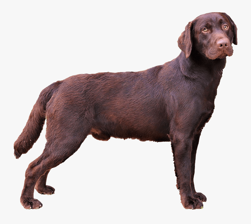 Labrador Retriever, HD Png Download, Free Download