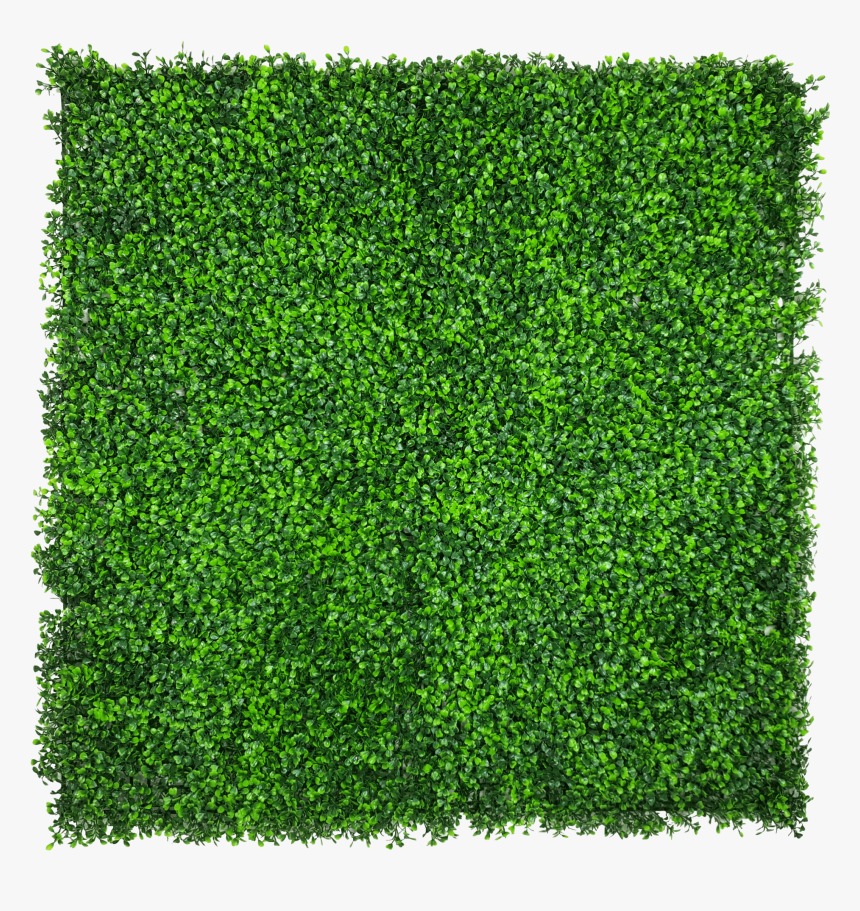 Hanging Ivy Png, Transparent Png, Free Download