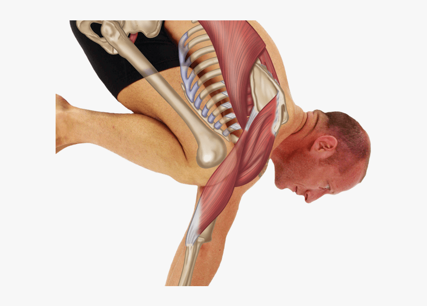 Yoga Anatomy, HD Png Download, Free Download
