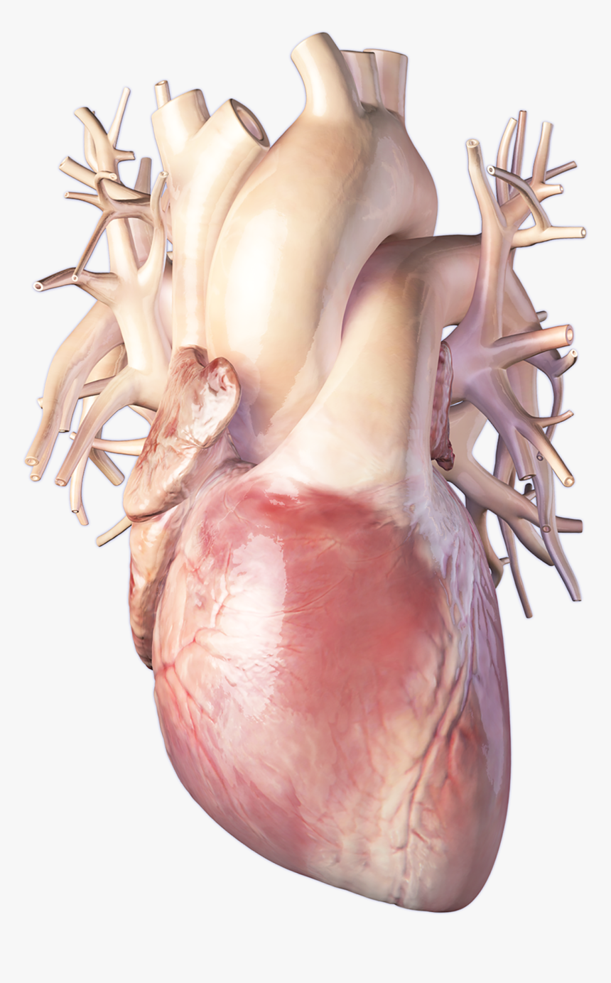 Human Heart, HD Png Download, Free Download