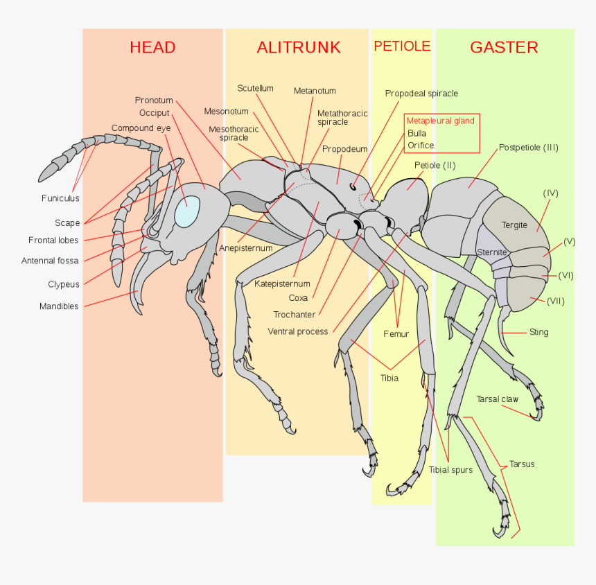 Scheme Ant Worker Anatomy-en - General Insect Body Plan, HD Png Download, Free Download