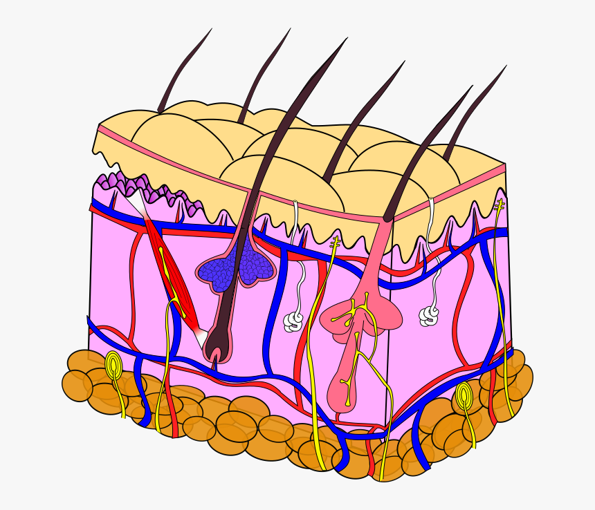 Skin Anatomy - Skin Anatomy Image Png, Transparent Png, Free Download