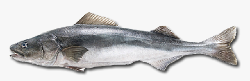 Thumb Image - Cod Fish Png, Transparent Png, Free Download