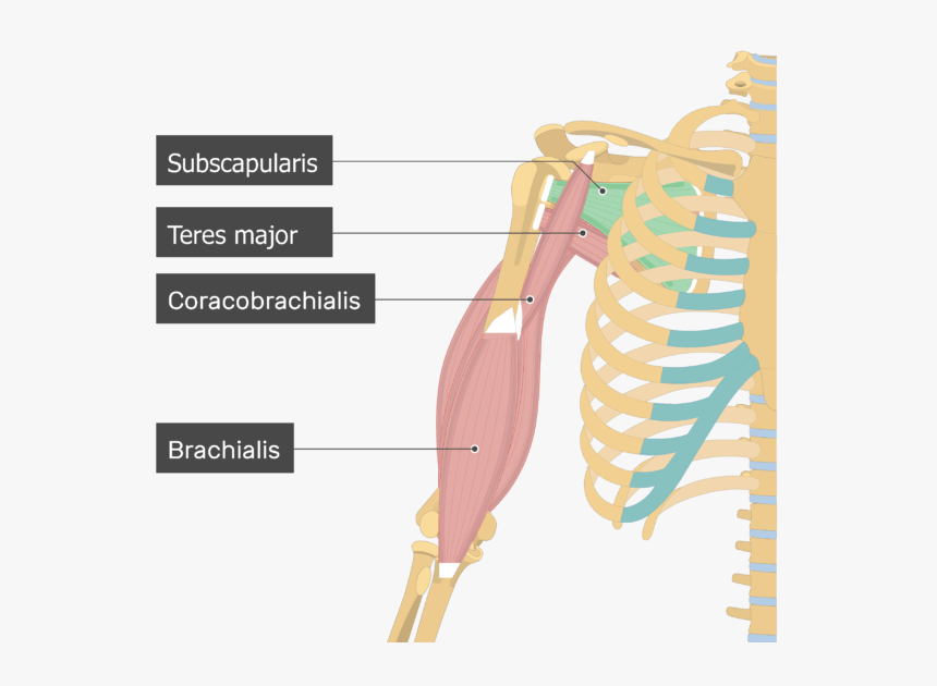 An Image Showing The Subscapularis Muscle Attached - Subscapularis Muscle, HD Png Download, Free Download