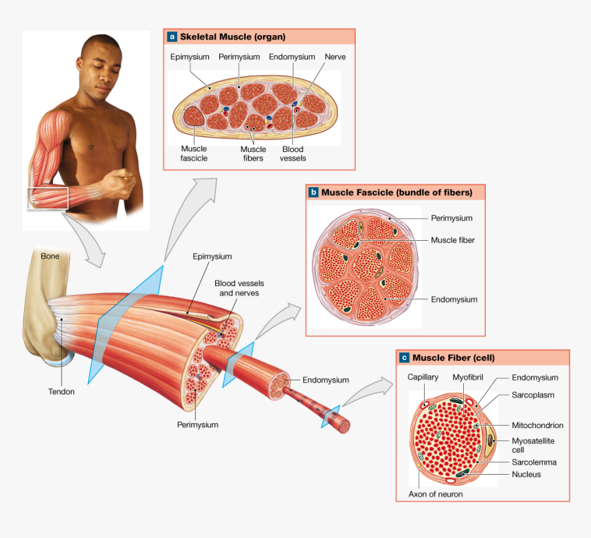 Organization Of Skeletal Muscle Pearson, HD Png Download, Free Download