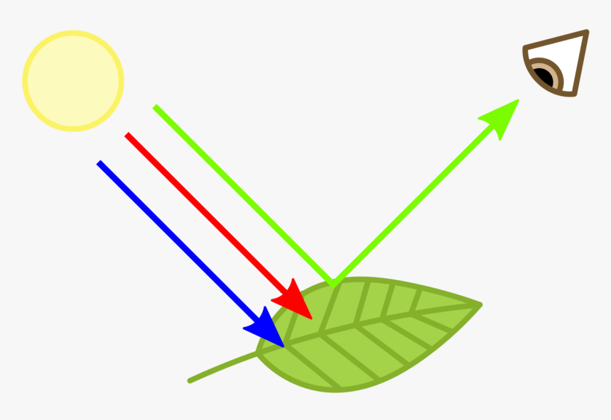 Chlorophyll Examples, HD Png Download, Free Download