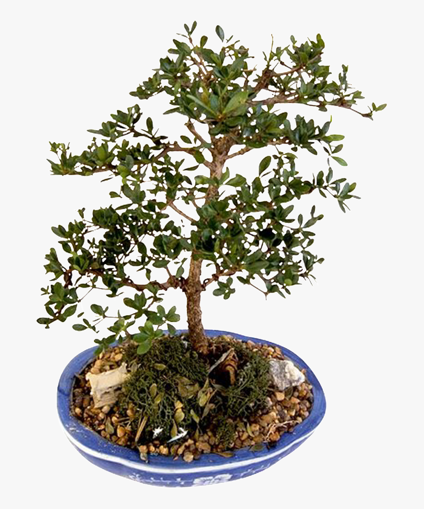 This Product Design Is Bonsai Potted Green Plants About - Sageretia Theezans, HD Png Download, Free Download