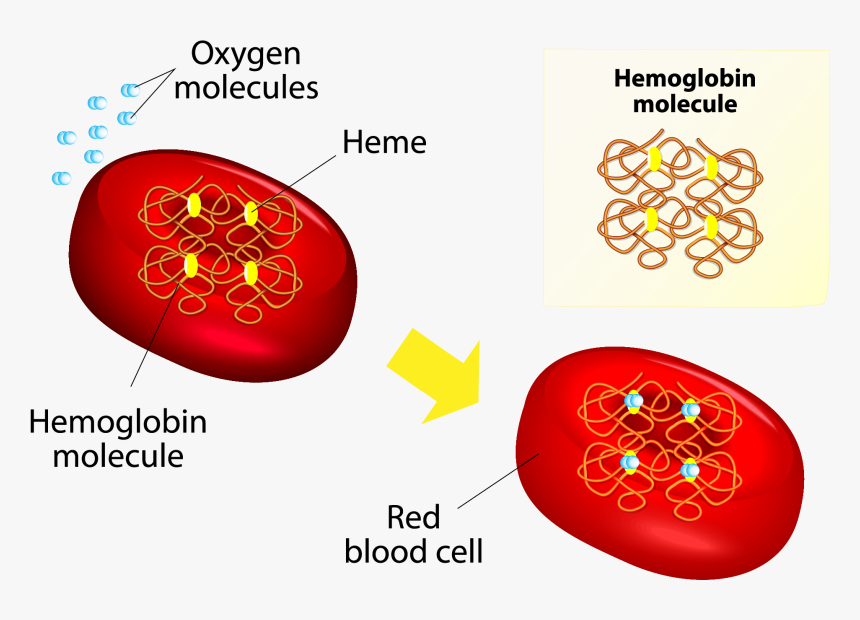 Transparent Red Blood Cell Clipart - Red Blood Cells Content, HD Png Download, Free Download