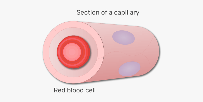 A Red Blood Cell In A Section Of Capillary Animation - Circle, HD Png Download, Free Download