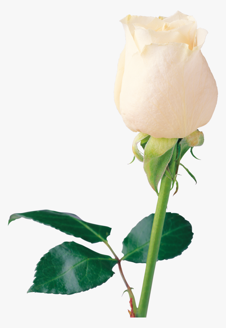 White Roses Png Image - Beautiful White Flower Png, Transparent Png, Free Download