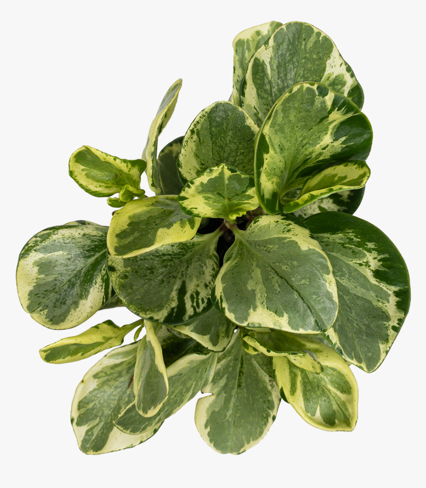 Peperomia Golden Gate - Houseplant, HD Png Download, Free Download