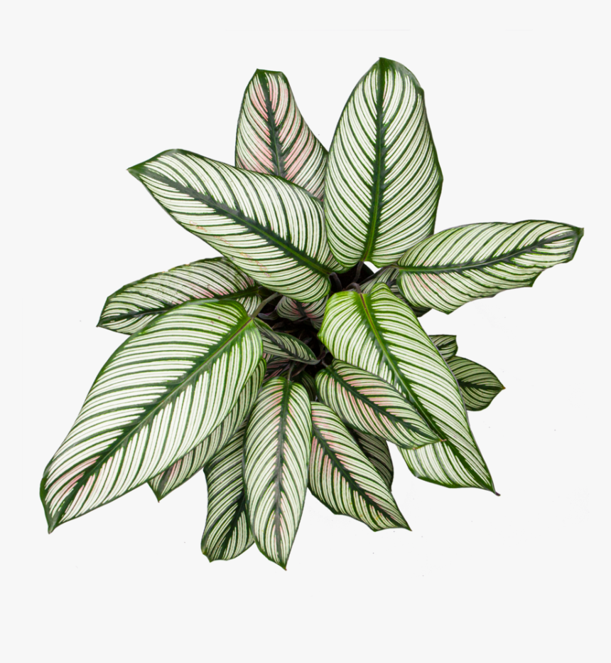 Calathea White Star - Illustration, HD Png Download, Free Download