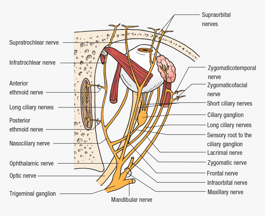 Cartoon, HD Png Download, Free Download