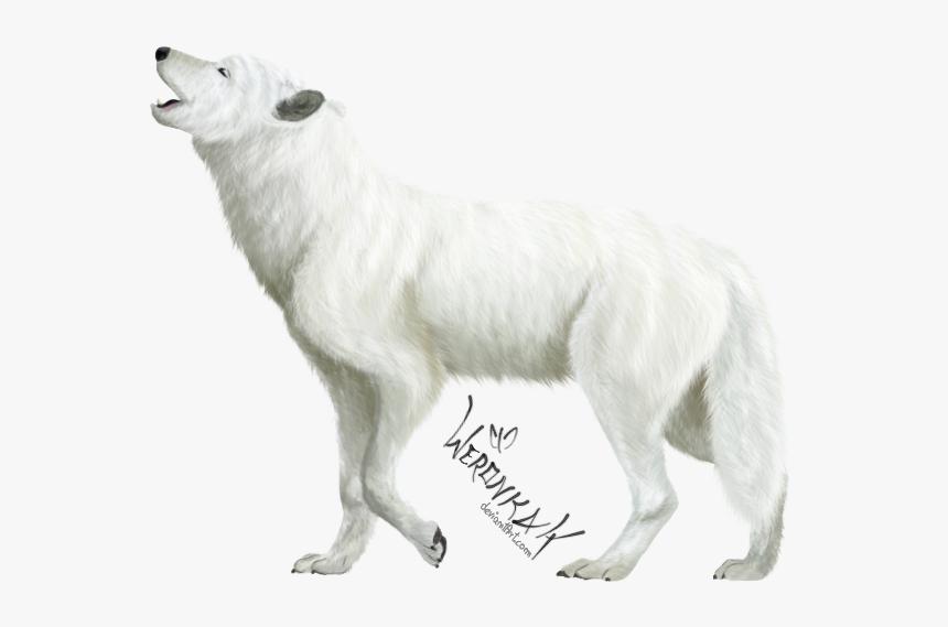 3185711917, White Wolf - Transparent White Wolf Png, Png Download, Free Download