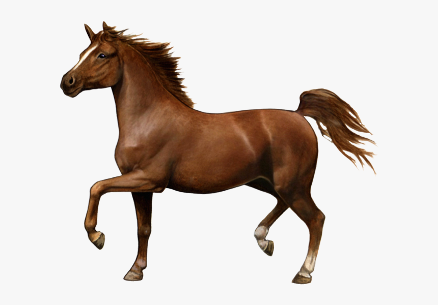 Courser - Indian Horse Png, Transparent Png, Free Download