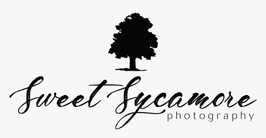 Sweet Sycamore Photography - Calligraphy, HD Png Download, Free Download