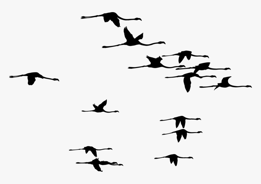 Transparent Flamingo Flying Silhouette, HD Png Download, Free Download