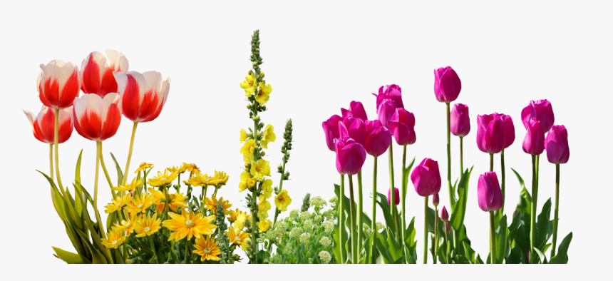 Tulips Spring Flowers Flower Bed Plant Nature Clean - Bed Of Spring Flowers, HD Png Download, Free Download