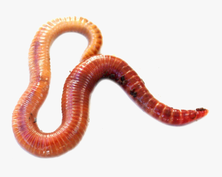 Red Wiggler Worms, HD Png Download, Free Download