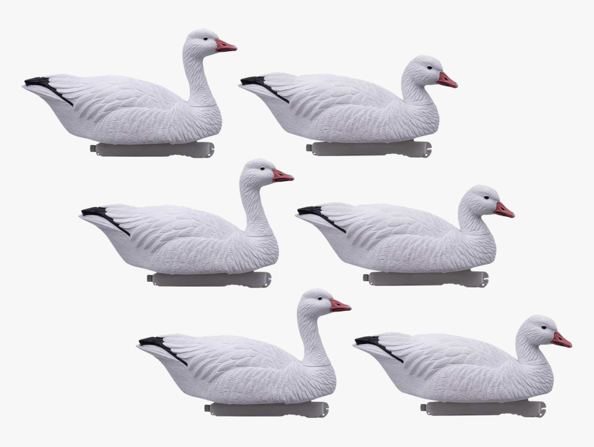 Hd Snow Goose Floaters - Snow Goose, HD Png Download, Free Download