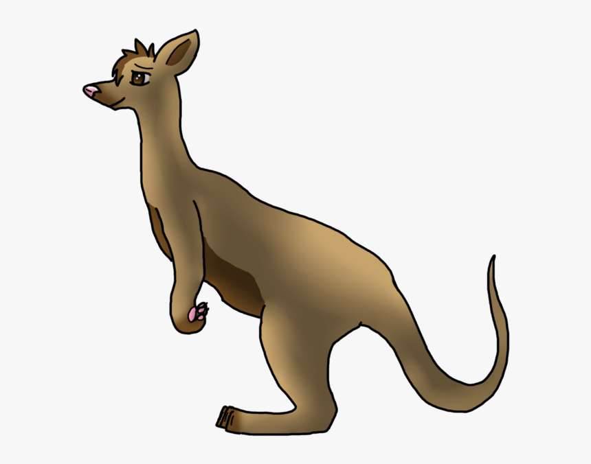 Kangaroo Drawing Macropodidae Photography - Kangaroo, HD Png Download, Free Download