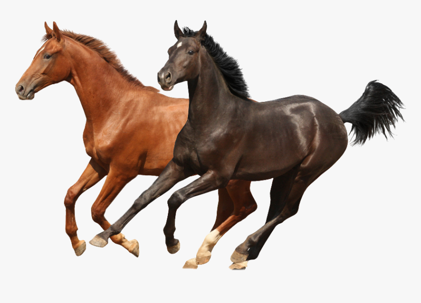 Brwon And Black Two Horses Psd Images Runing - Horses In The Back, HD Png Download, Free Download