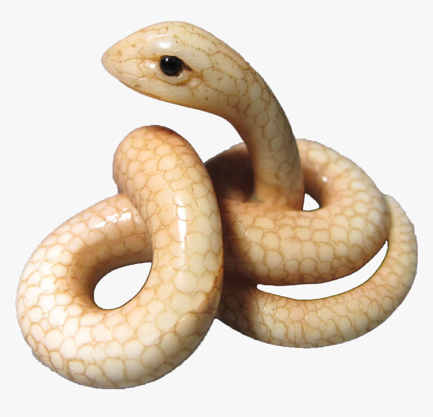 White Snake Png Download - Smooth Earth Snake, Transparent Png, Free Download