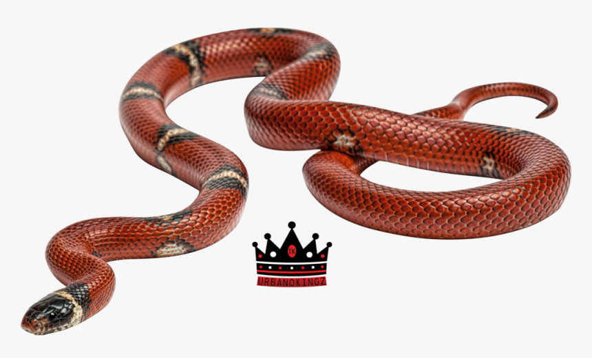 Smooth Earth Snake, HD Png Download, Free Download