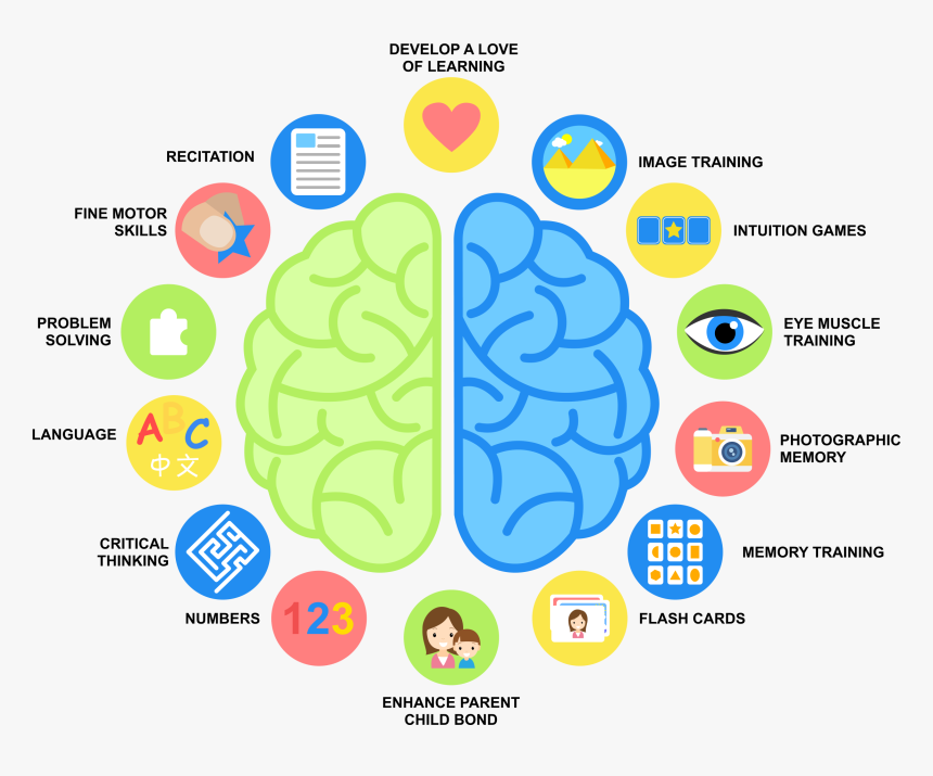 Transparent Thinking Brain Png - Fine Motor Skills And Brain, Png Download, Free Download