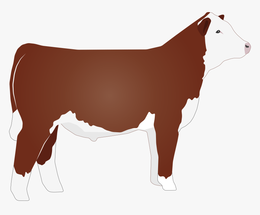 Hereford Cattle Png - Hereford Cattle Clip Art, Transparent Png, Free Download