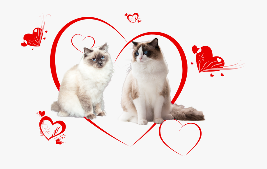 Ragdoll Kittens Of Cissy And Zucchero - Transparent Background Png Ragdoll Cat Png, Png Download, Free Download