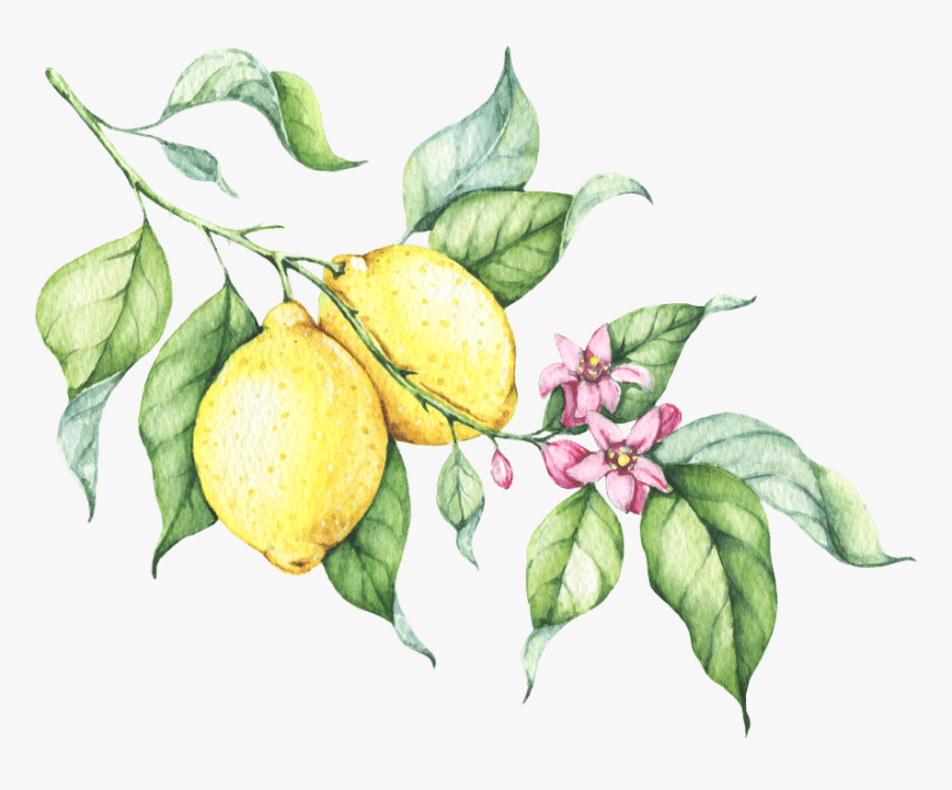 Lemon Drawing Transparent Background, HD Png Download, Free Download