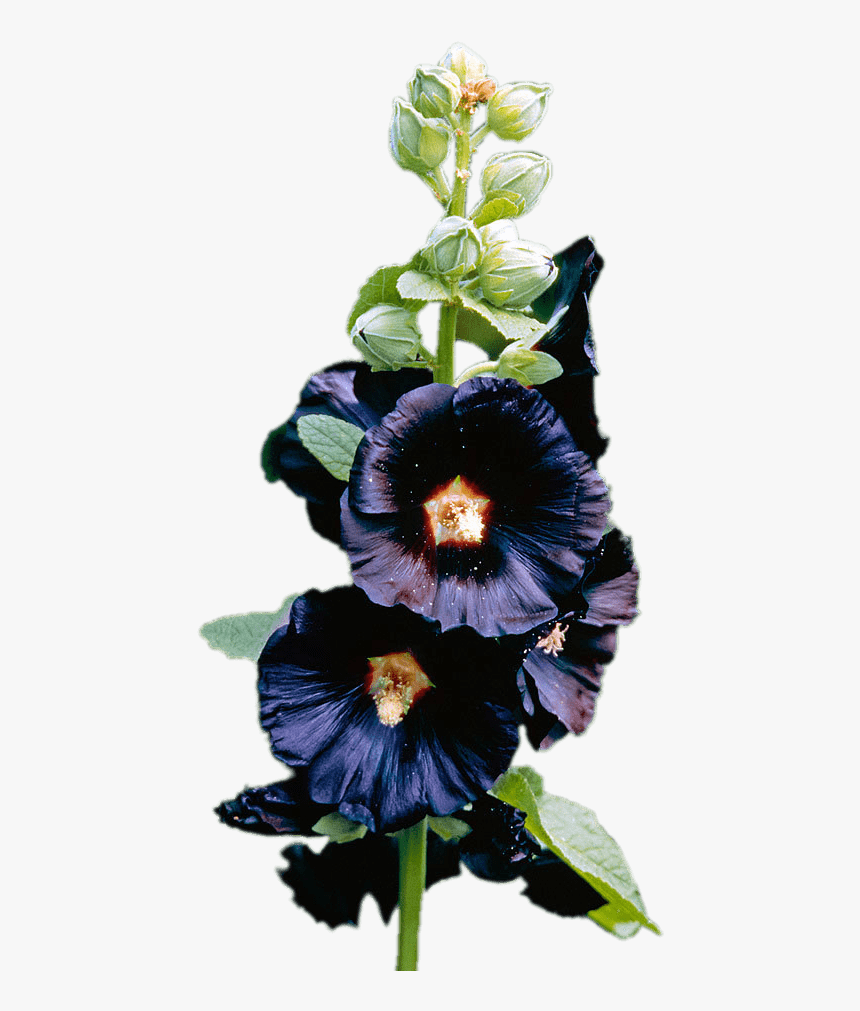 Dark Purple Hollyhock - Hollyhock Flower Dark Purple Png, Transparent Png, Free Download