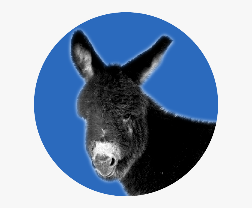 Burro, HD Png Download, Free Download