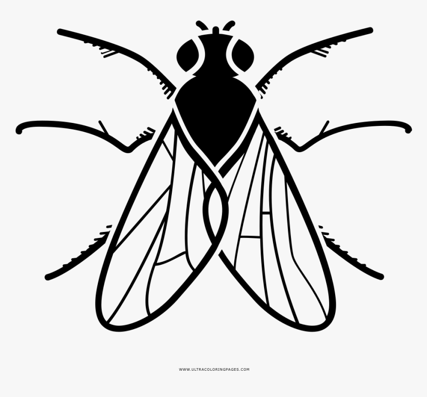 Fly Coloring Page - Dibujar Mosca Para Colorear, HD Png Download, Free Download