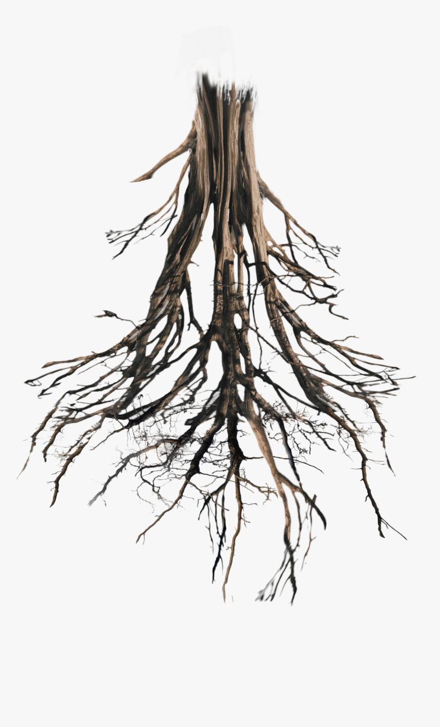 Tree Roots Png, Transparent Png, Free Download