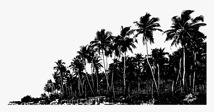 Tree,arecales,black And White,woody Plant,monochrome - Goa Png, Transparent Png, Free Download