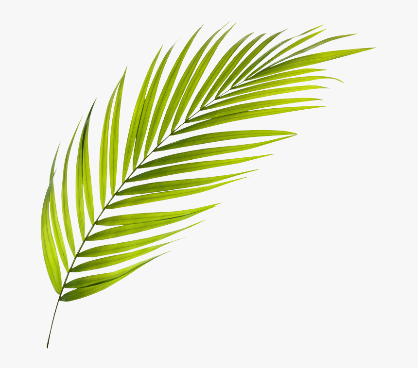 Palmera Aboutus - Tree, HD Png Download, Free Download