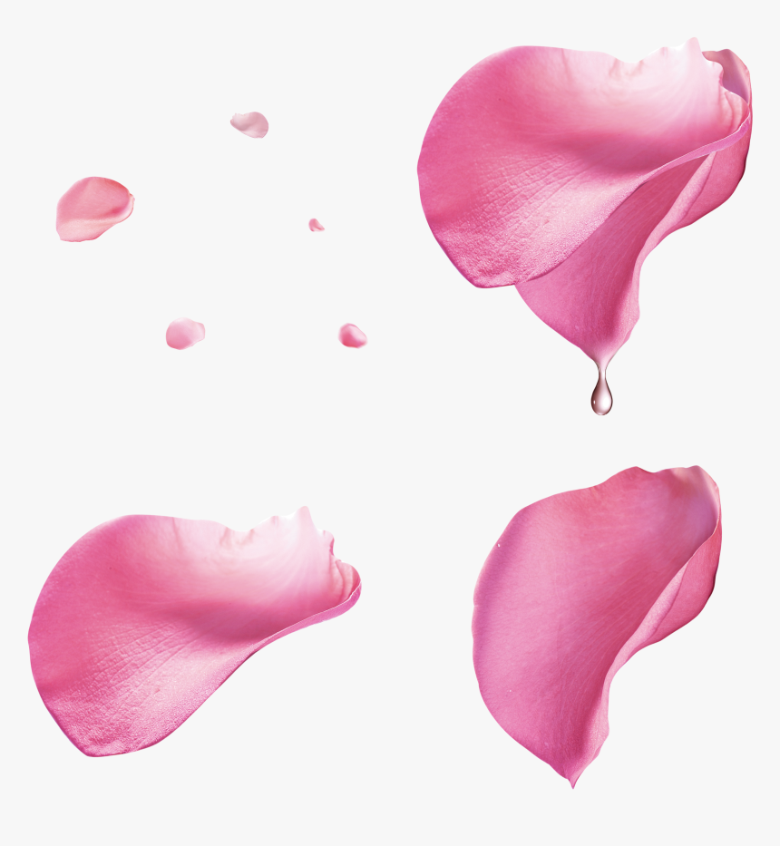 Pink Rose Petal Floating Material - Pink Rose Petals Png, Transparent Png, Free Download