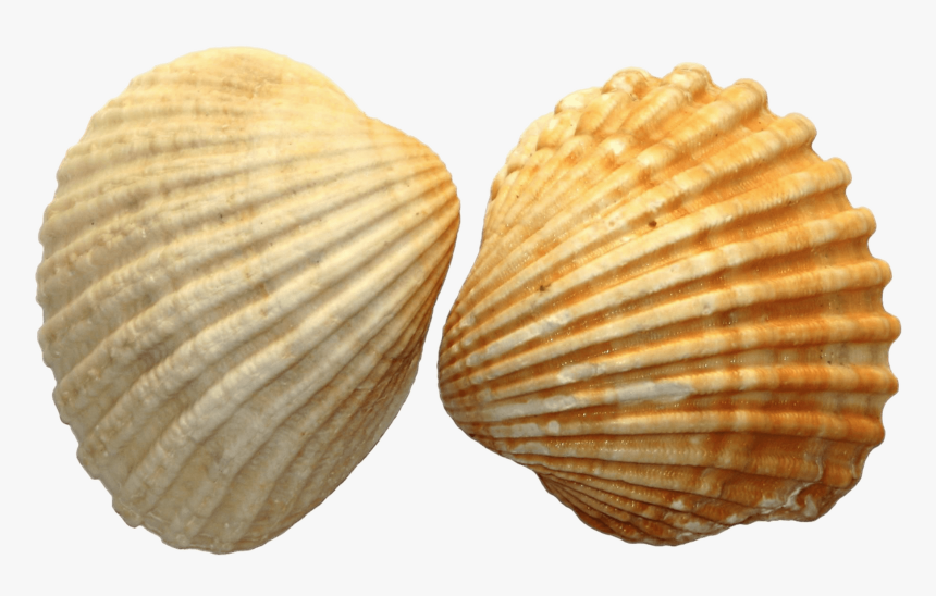 Scallop - Seashell Png, Transparent Png, Free Download