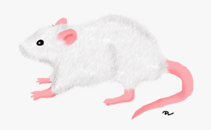 White Rat Png , Png Download - Transparent White Rat Png, Png Download, Free Download